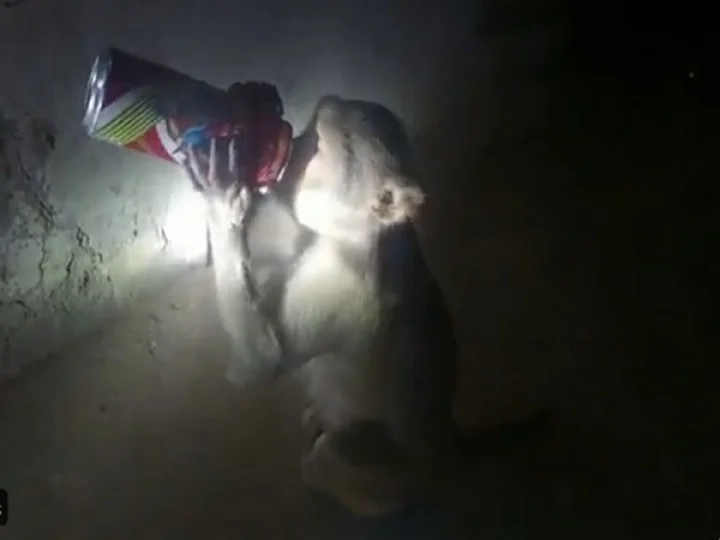 Monkey