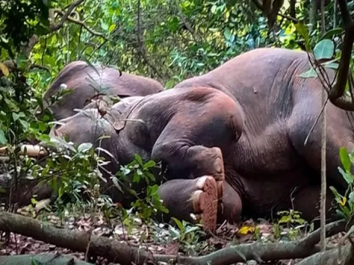 Elephant