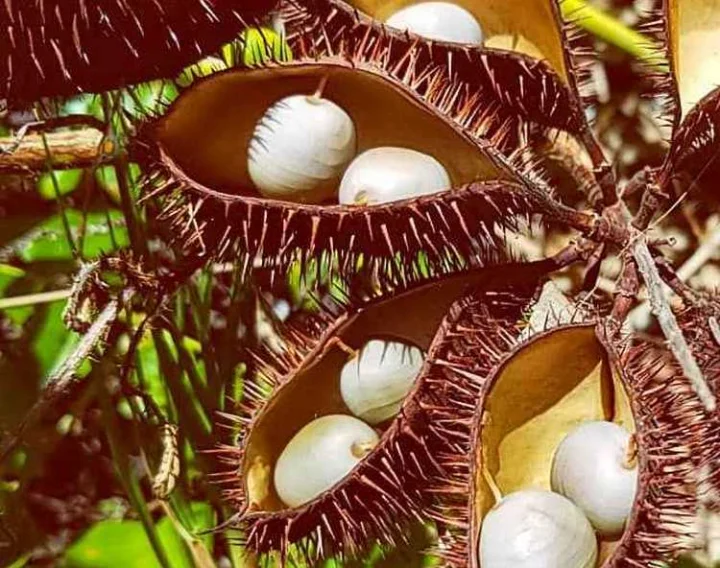 caesalpinia bonducella