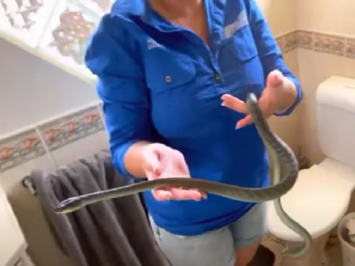 Snake
