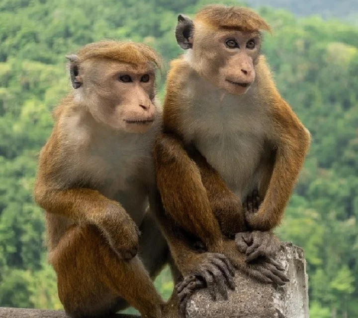 monkey