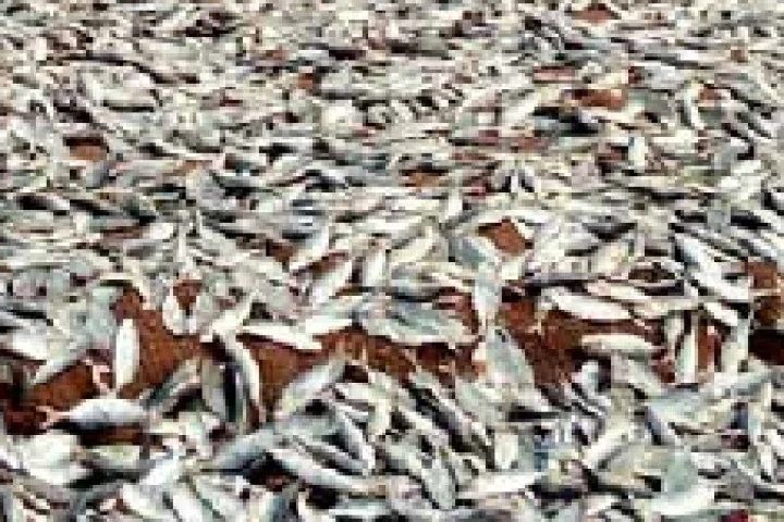 fish pond