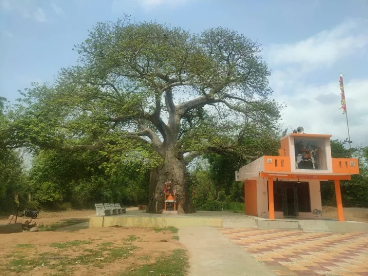 vadodara tree