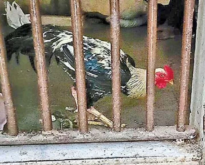 cock