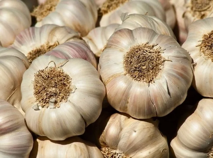 garlic