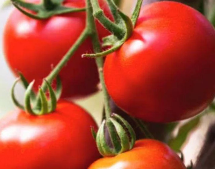 Tomato