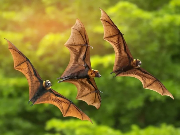 bats are worshipped