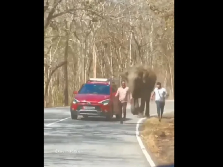 elephant attack