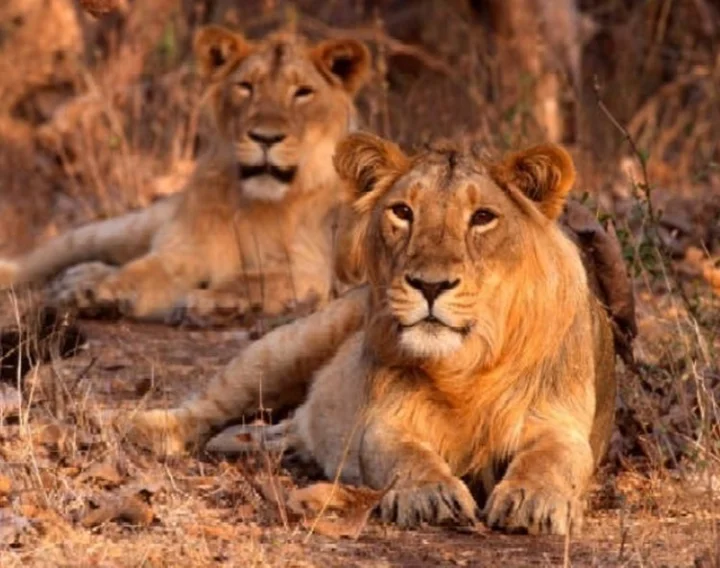 lions
