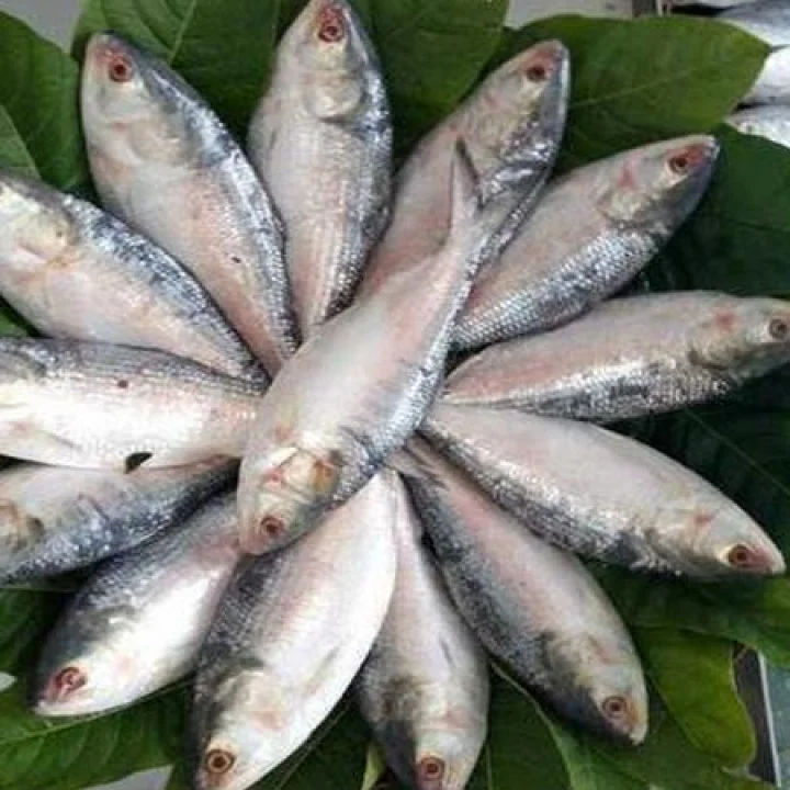 హిల్సా చేపలు.. ఇక భారత్‌కు పంపేది లేదు.. బంగ్లాదేశ్ బ్యాన్