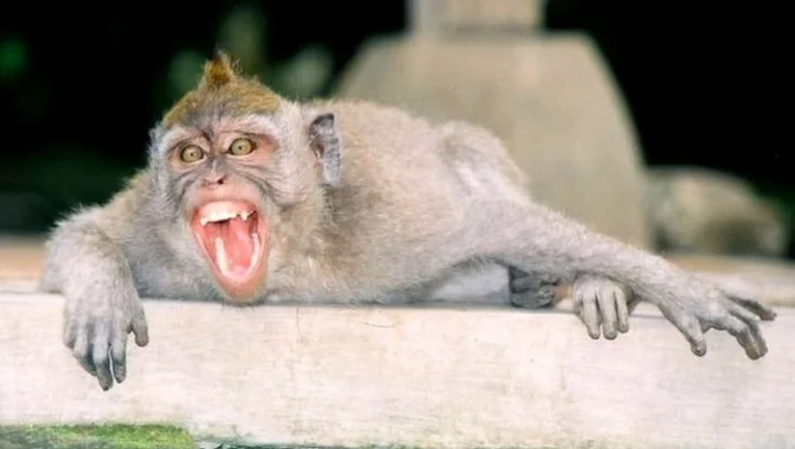 Monkey