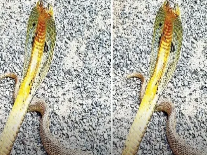 Snake