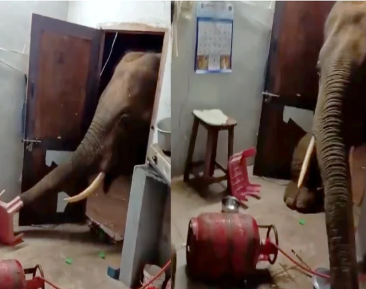 Elephant