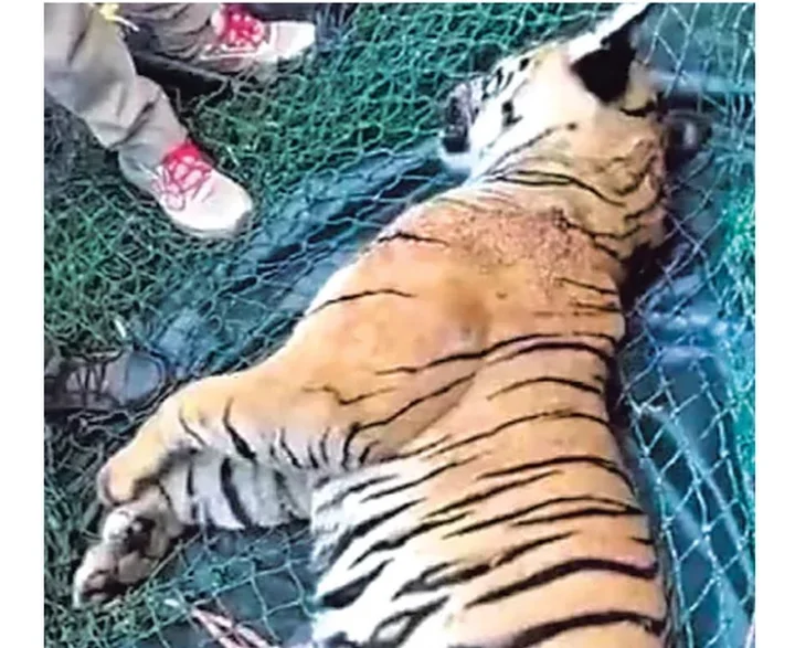 tiger