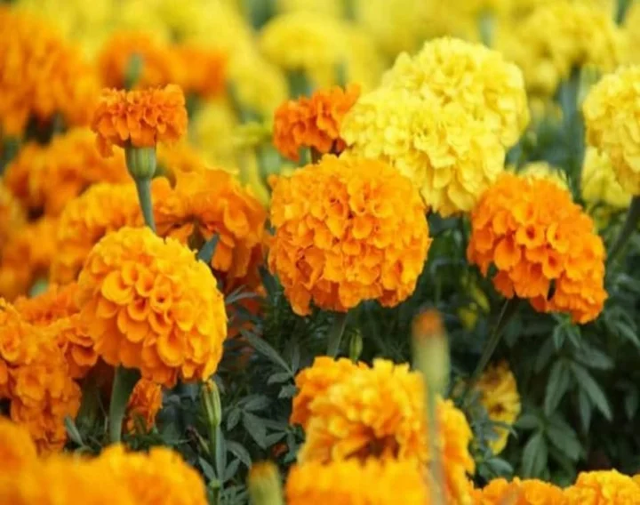 Marigold Farming