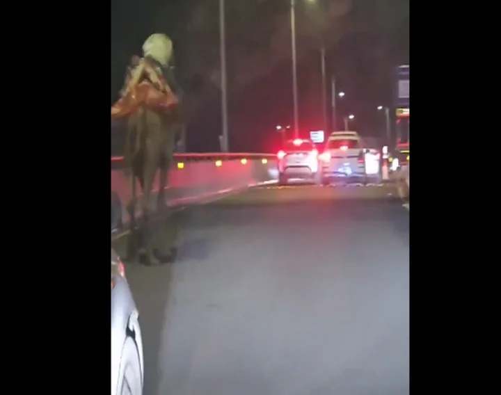 Camel Ride