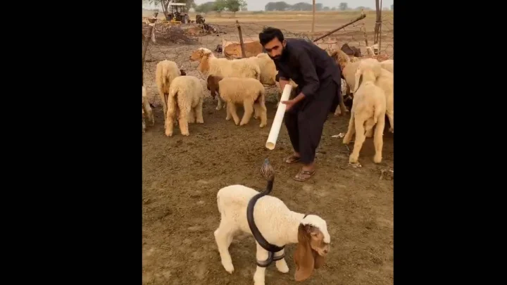 Cobra tied sheep-s legs with its tail
