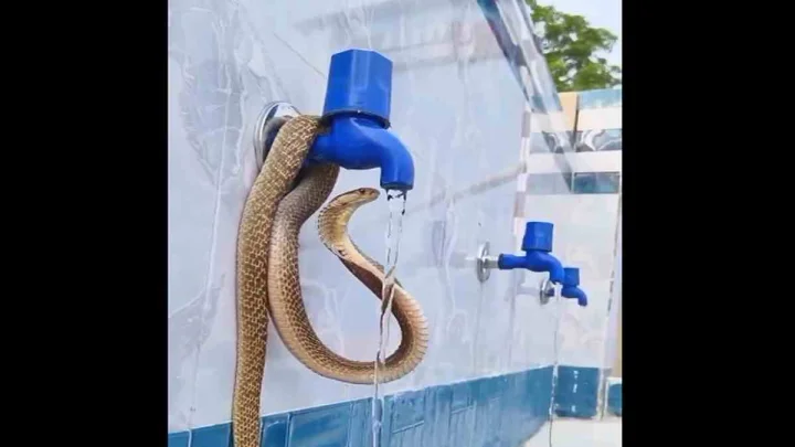 Snake