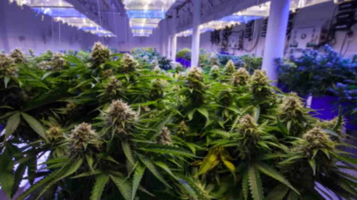 Hydroponic Weed