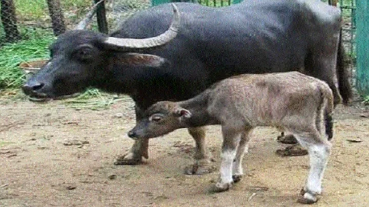 buffalo