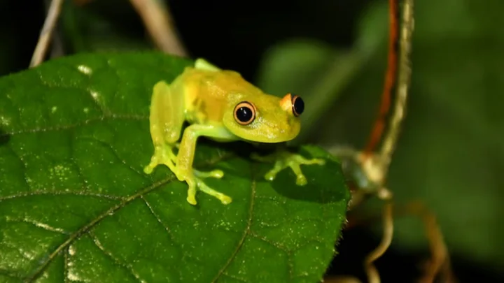 frog