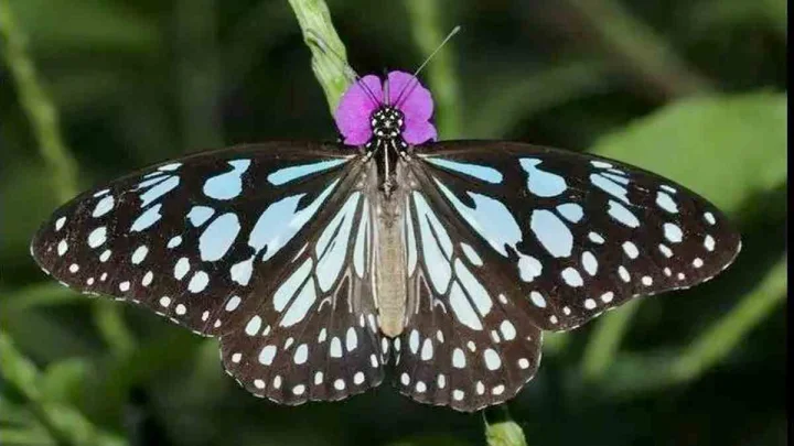 First State Butterfly