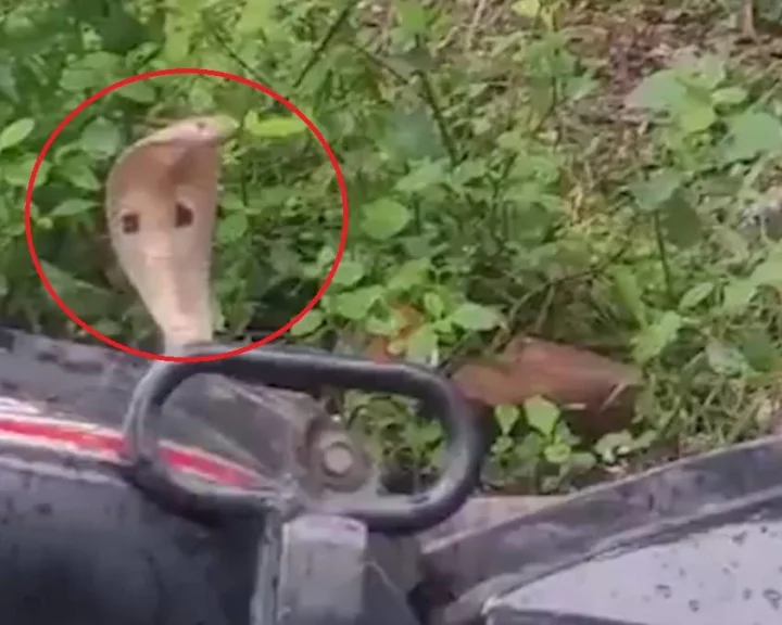 వామ్మో.... మోటార్ బైక్ సీటు కింద నాగుపాము (video)