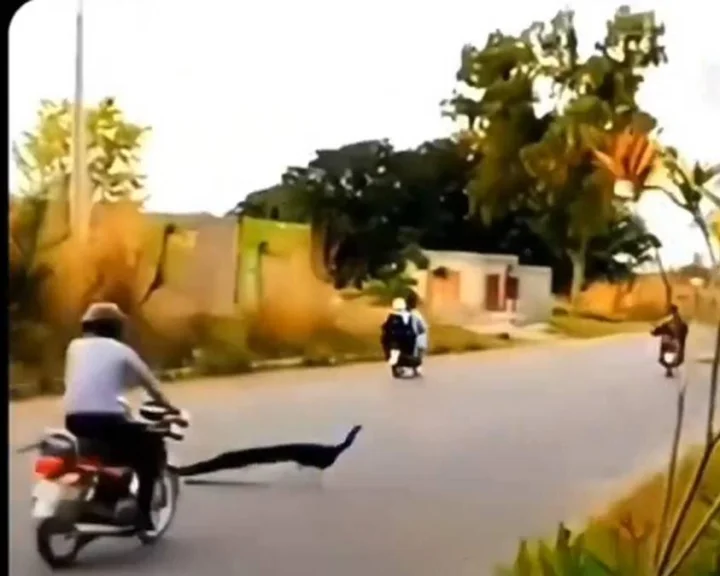 రోడ్డు ప్రమాదానికి గురైన నెమలి, దాని ఈకలు పీక్కునేందుకు ఎగబడ్డ జనం (video)