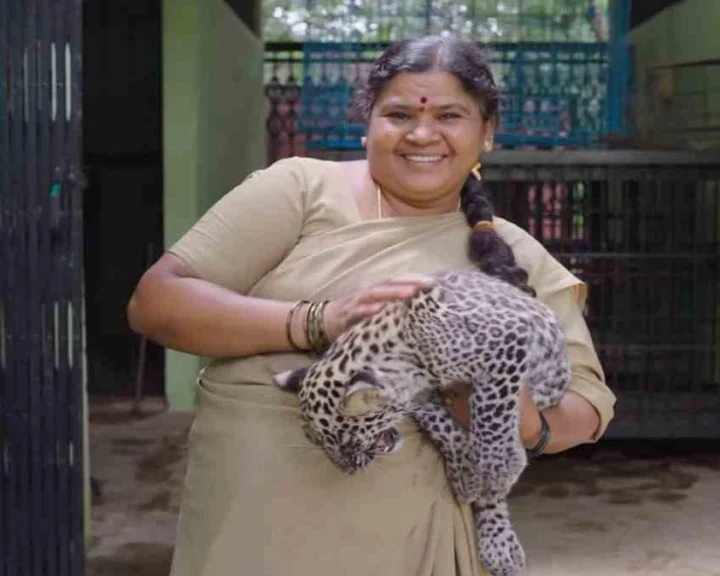 పులి కూనలను కళ్లల్లో పెట్టి చూసుకుంటున్న సావిత్రమ్మ.. తల్లి ప్రేమంటే ఇదేనా? వీడియో వైరల్