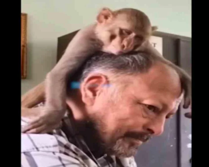 ములుగు జిల్లా.. ఉద్యోగి భుజంపై ఎక్కి కూర్చుని హాయిగా నిద్రపోయిన వానరం (video)