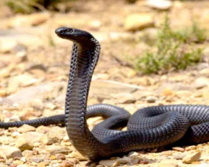 నల్లటి నాగుపాము కాలుకు చుట్టుకుని కాటేసింది.. ఆ వ్యక్తి దాన్ని కొరికేశాడు.. తర్వాత?