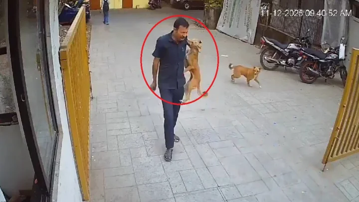 Stray dog ​​bites man