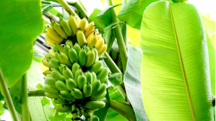 Banana Prices: భారీగా తగ్గిన అరటి ధరలు.. రైతులకు తప్పని కష్టాలు