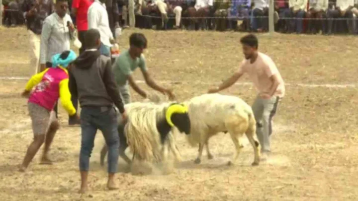 Sankranti Sheep Fights