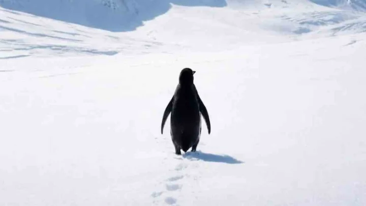 Penguin