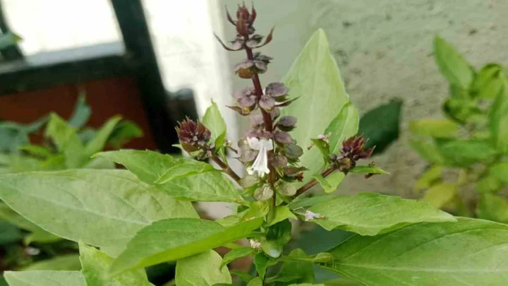 Marua leaves: మరువా తులసి ఔషధ గుణాలు.. ఇంట్లో వుంటే పాములు రావట!