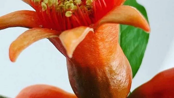 దానిమ్మ పువ్వు కషాయానికి అంత శక్తి వుందా?