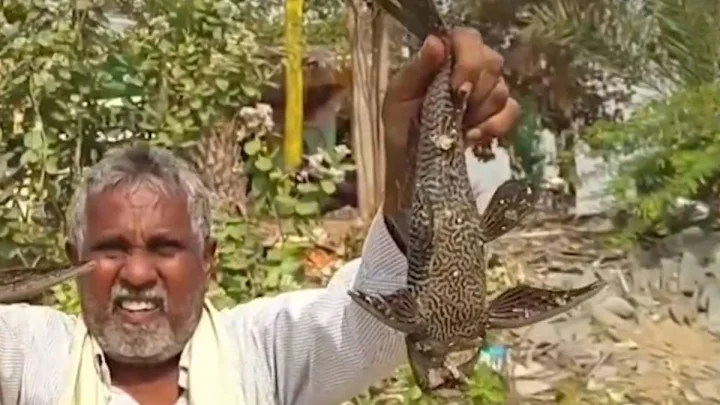 నల్గొండ జిల్లా చెరువుల్లో రాకాసి చేపలు, వలలను కొరికేస్తూ చేపలను తింటూ... వీడియో