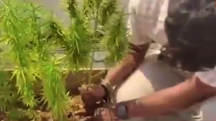 గంజాయికి బానిసైన టెక్కీ, ఉద్యోగం ఊడగొట్టుకుని మేడ పైన గంజాయి సాగు, వీడియో