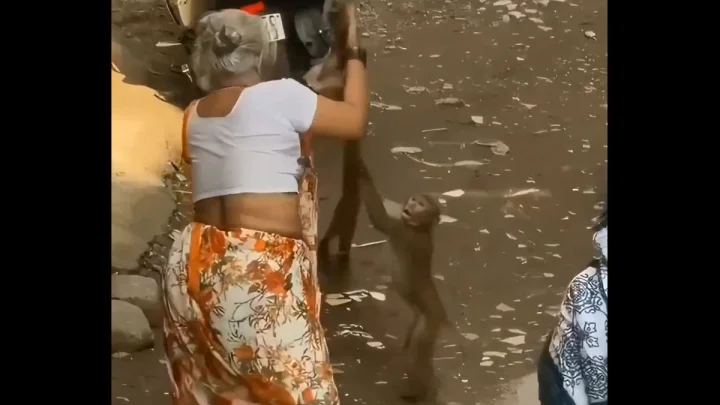 Grandma-monkey fight