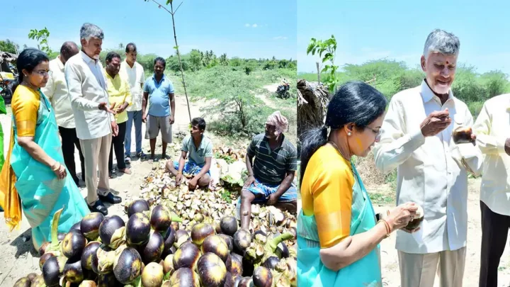 రోడ్డుపక్కన తాటిముంజలు ఆరగించిన సీఎం చంద్రబాబు దంపతులు