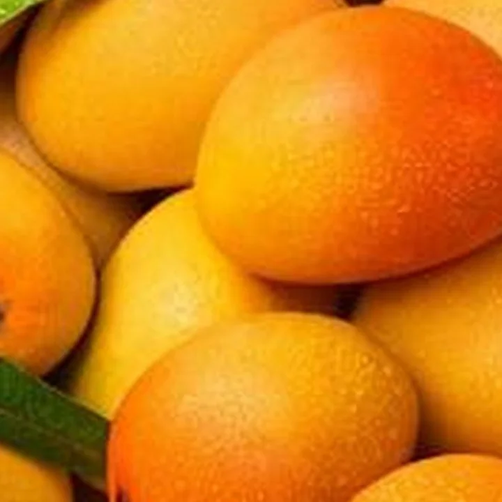 Mango Growers