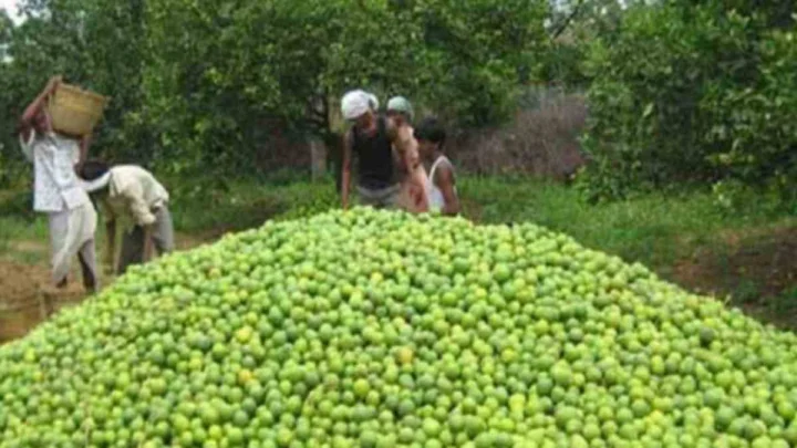 Lemon: అనంతపురం నిమ్మకు అరుదైన గౌరవం.. జీఐ ట్యాగ్ దరఖాస్తు