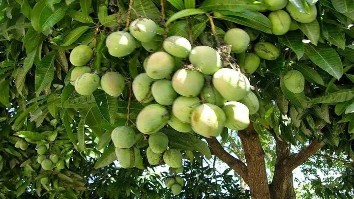 ఇంటికి ముందు మామిడి చెట్టును పెంచడం మంచిదేనా?