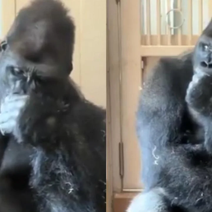 gorilla