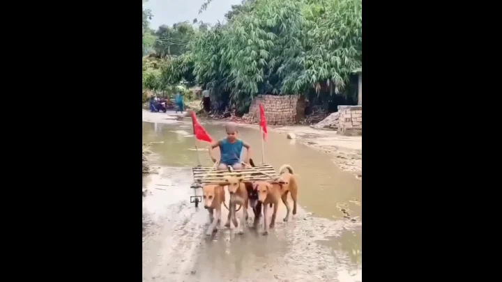 వీధి కుక్కలను వశం చేసుకున్న బుడ్డోడు, కుక్కలపై సవారీ, వీడియో