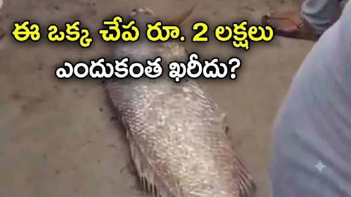 పాలకొల్లు మత్య్సకారుడి వలలో రూ 2 లక్షల చేప, వీడియో