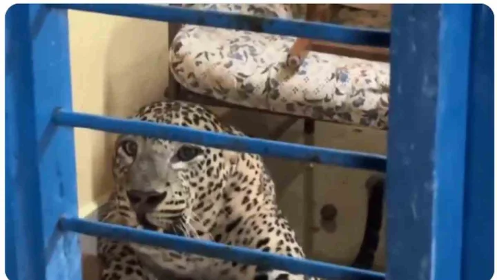 Leopard: పెంపుడు కుక్కను తరుముతూ ఇంట్లోకి ప్రవేశించిన చిరుత.. గర్జిస్తున్న వీడియో వైరల్