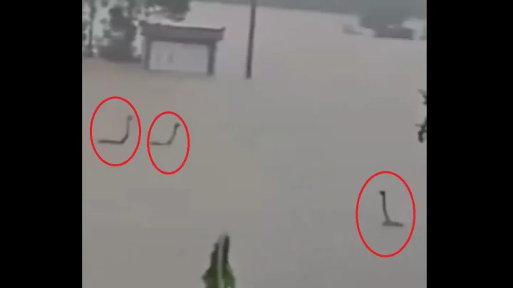 చైనా వరదల్లో కొట్టుకుపోతున్న కోబ్రాలు, అవి బాతులు అని భ్రమ పడుతున్న జనం, వీడియో