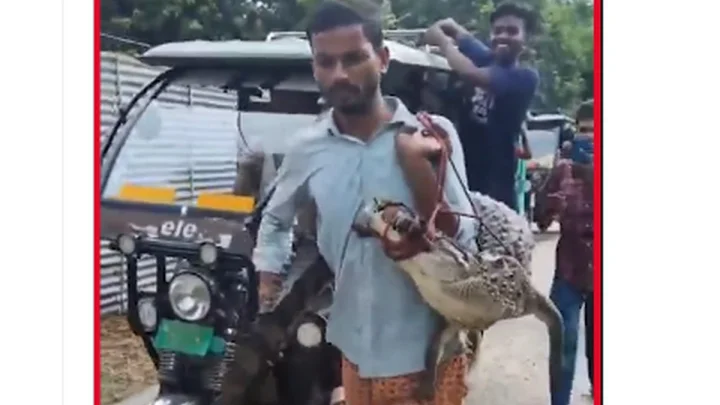 బీహారీలకు ఏదైనా సాధ్యమే : పొలంలో మొసలి - భుజాన వేసుకెళ్లిన రైతు (వీడియో)